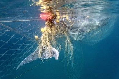 Whale Caught in Shark Net